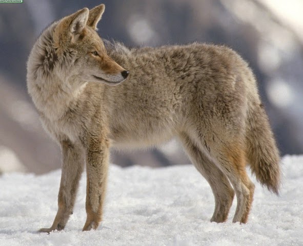 Coyote